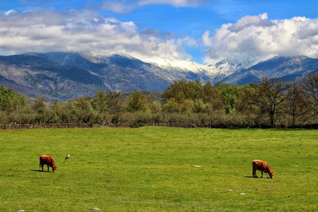 Apartamentos Rurales Entre Fuentes Cuacos De Yuste Luaran gambar